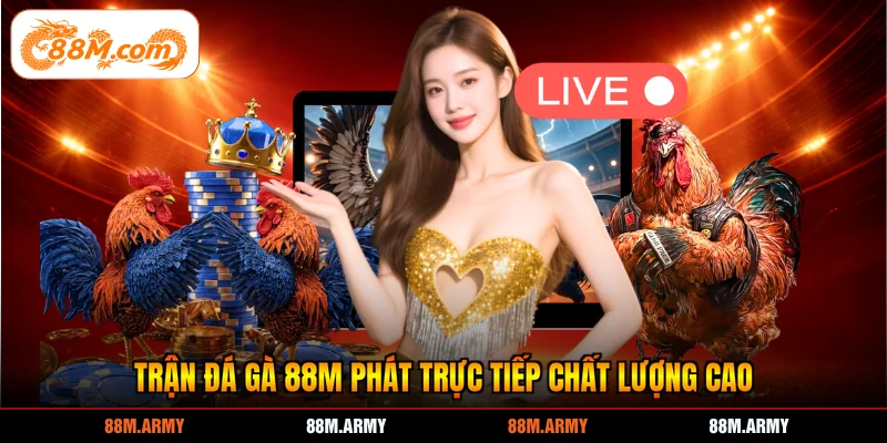 Trận đá gà 88M phát trực tiếp chất lượng cao